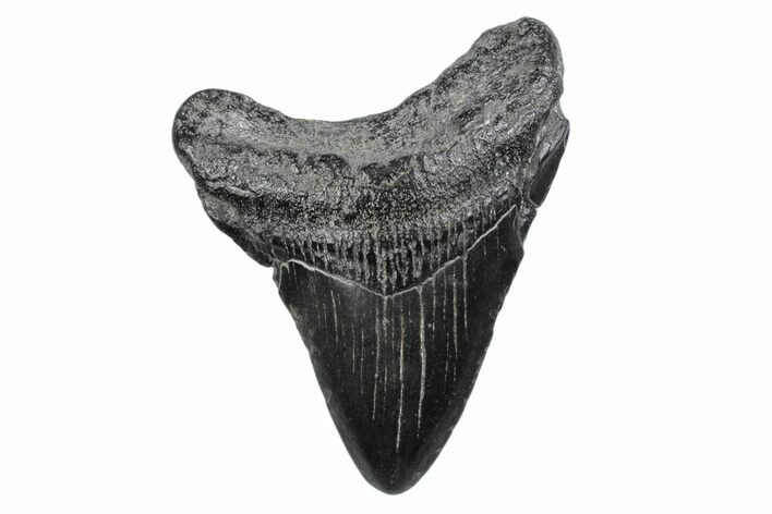 Juvenile Megalodon Tooth - South Carolina #370435